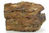 Triassic-Age Petrified Wood Log - Madagascar #379262-2